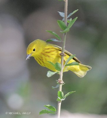 Yellow  Warbler