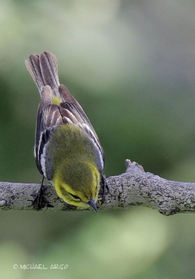 Black-throated Green Warbler