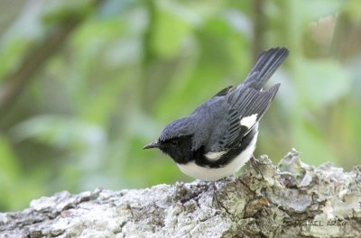 Black-throated  Blue Warbler