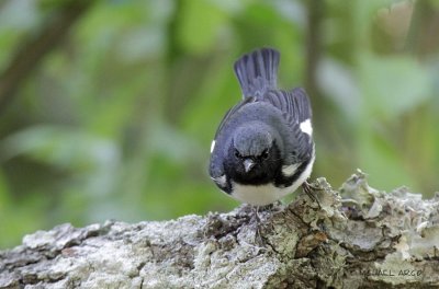 Black-throated  Blue Warbler