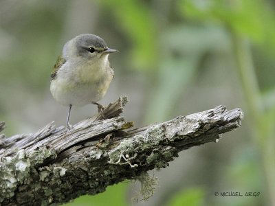 Tennessee Warbler