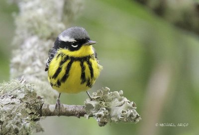 Magnolia Warbler