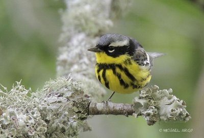Magnolia Warbler