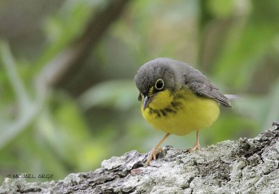 Canada Warbler