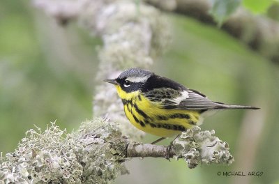 Magnolia Warbler