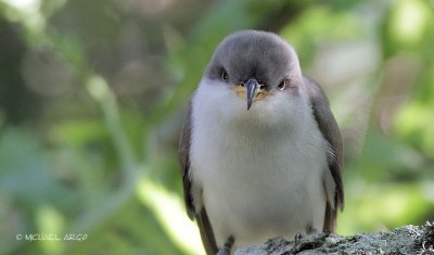 Yellow-billed Cuckoo