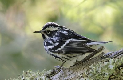 Black and White Warbler