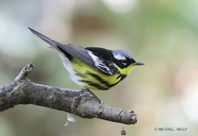 Magnolia Warbler