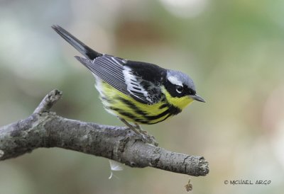Magnolia Warbler