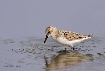 Semipalmated Sandpiper