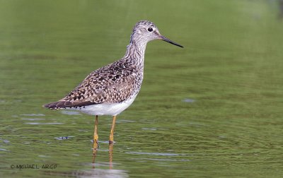 Solitary Sandpiper