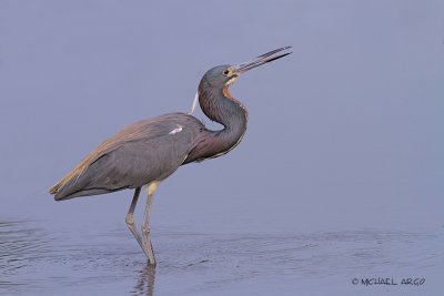 Tri-colored Heron