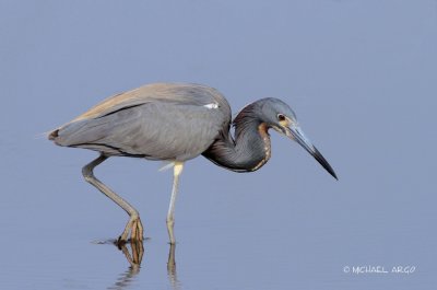 Tri-colored Heron