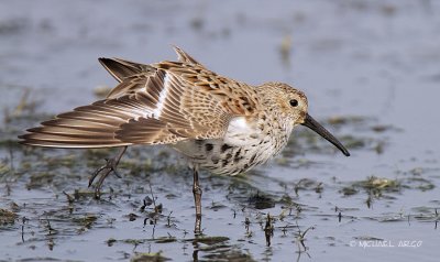 Dunlin