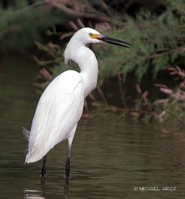 Snowy Egret