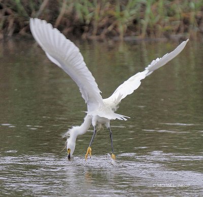 Snowy Egret
