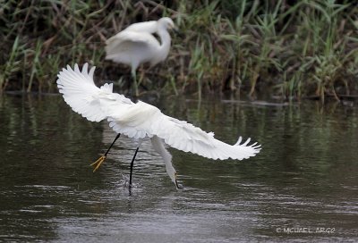 Snowy Egret
