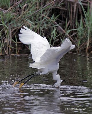 Snowy Egret