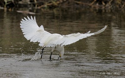 Snowy Egret