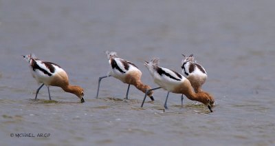 American Avocets