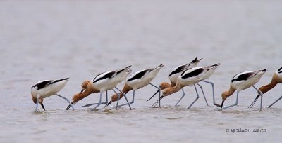 American Avocets