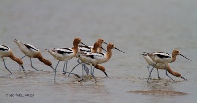 American Avocets