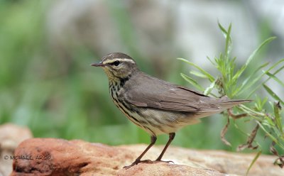 Northern Waterthrush