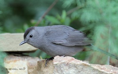 Gray Catbird