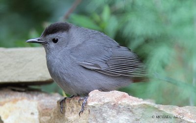 Gray Catbird