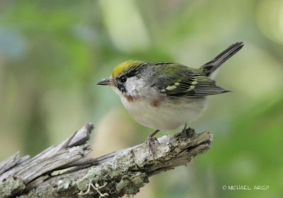 Chestnut-sided Warbler