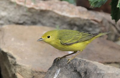 Yellow Warbler