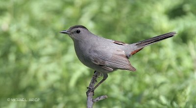Gray Catbird