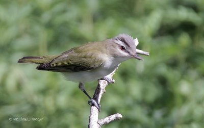 Red-eyed Vireo