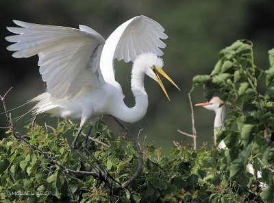 Great Egret