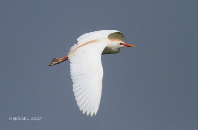 Cattle Egret