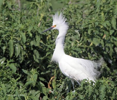 Snowy Egret