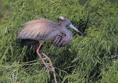 Tri-colored Heron