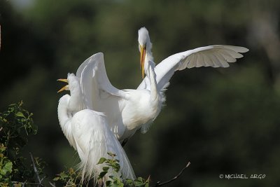 Great Egrets