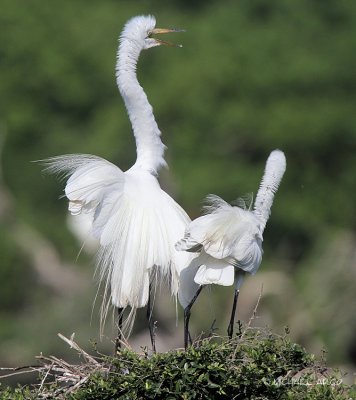 Great Egrets