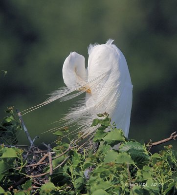 Great Egret