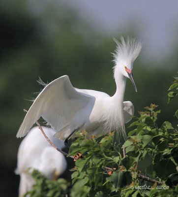 Snowy Egret