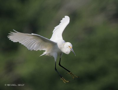 Snowy Egret