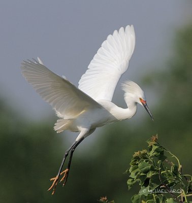 Snowy Egret