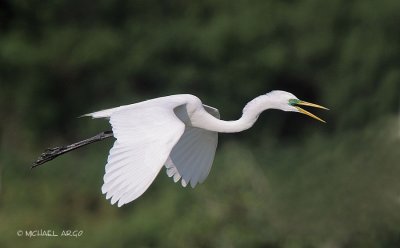 Great Egret
