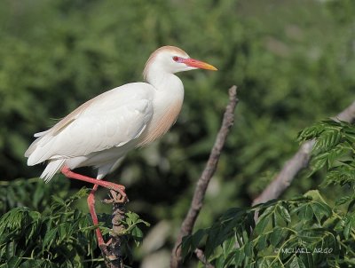 Cattle Egret
