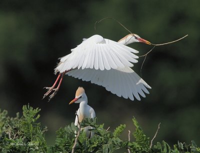 Cattle Egret