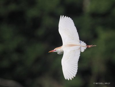 Cattle Egret