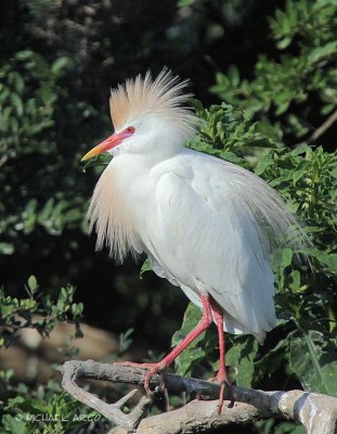 Cattle Egret