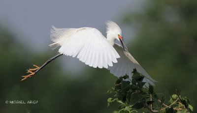 Snowy Egret