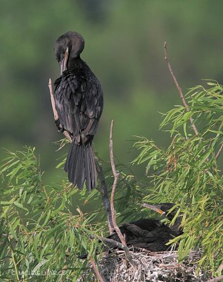 Neotropic Cormorants